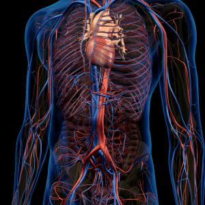 diagram of the body